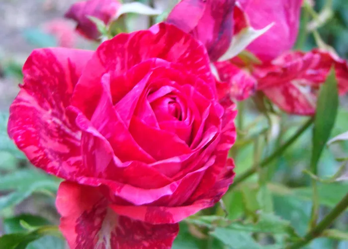 Le jardin de Saint Jean